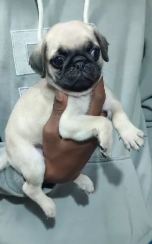 Buy Male Pug Puppy from Mumbai